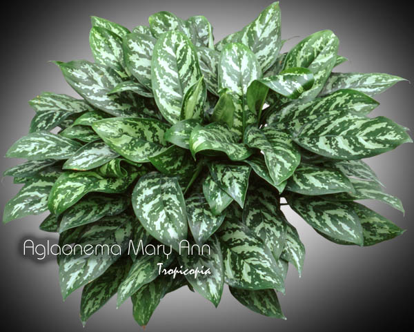 Tropicopia online - House plant picture of Aglaonema - Aglaonema 'Mary Ann'  - Chinese Evergreen