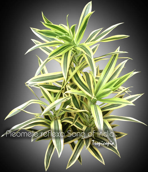 Tropicopia Online House Plant Care And Maintenance Of Dracaena Dracaena Reflexa Song Of India Yellow Malaysian