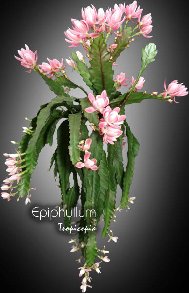 Tropicopia online - House plant picture of Cactus & Succulent - Epiphyllum  - Orchid cactus