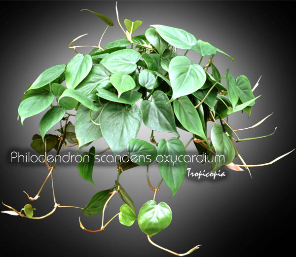 Tropicopia online - House plant picture of Philodendron - Philodendron  scandens oxycardium - Parlor ivy, Sweetheart plant, Heartleaf philodendron,  Cordatum vine