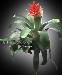 Bromeliad - Aechmea X Hyb. 'Star Bright' - Silver vase