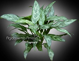 Aglaonema - Aglaonema 'Amelia' - Chinese Evergreen