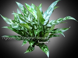 Aglaonema - Aglaonema 'Emerald Beauty' - Chinese Evergreen