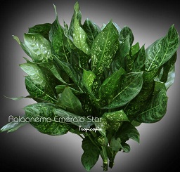 Aglaonema - Aglaonema 'Emerald Star' - Chinese Evergreen