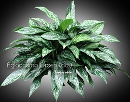 Aglaonema - Aglaonema 'Green Lady' - Chinese Evergreen