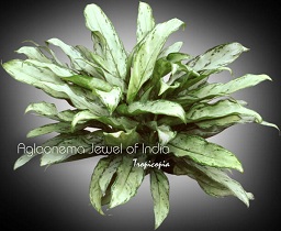 Aglaonema - Aglaonema 'Jewel of India' - Chinese Evergreen