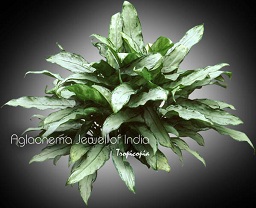 Aglaonema - Aglaonema 'Jewel of India' - Chinese Evergreen