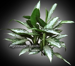 Aglaonema - Aglaonema 'Jubilee' - Chinese Evergreen