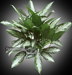 Aglaonema - Aglaonema 'Jubilee' - Chinese Evergreen