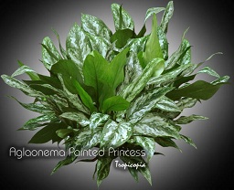 Aglaonema - Aglaonema 'Painted Princess' - Chinese Evergreen