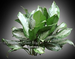 Aglaonema - Aglaonema 'Silver Bay' - Chinese Evergreen