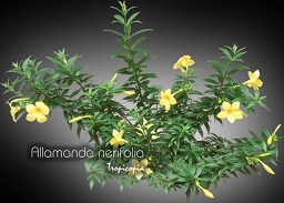 Flower - Allamanda nerifolia - Golden Trumpet