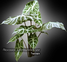 Other - Alocasias X Amazonica var - Elephant ear