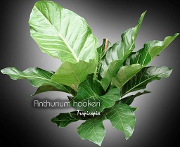 Anthurium - Anthurium hookeri - Bird nest Anthurium, Cabbage Anthurium