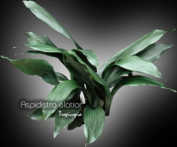 Foliage plant - Aspidistra elatior - Cast iron plant