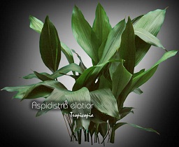 Foliage plant - Aspidistra elatior - Cast iron plant
