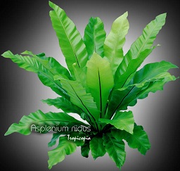 Fern - Asplenium nidus - Birdnest fern