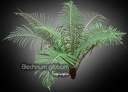 Fern - Blechnum gibbum - Miniature treefern, Dwarf treefern