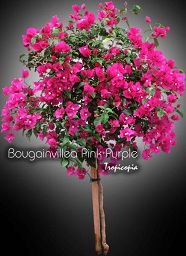 Flower - Bougainvillea 'Pink Purple' - Bougainvillia, Paper flower