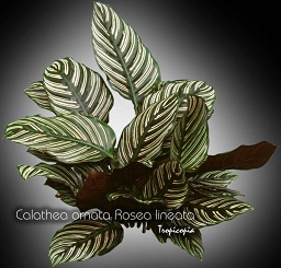 Foliage plant - Calathea ornata Rosea lineata - Stiped calathea