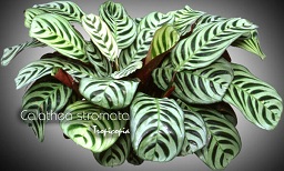 Foliage plant - Calathea stromata - Stromante