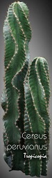 Cactus & Succulent - Cereus peruvianus - Tree-Cereus