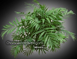Palm - Chamaedorea elegans - Bella palm, Neanthebella palm, Dwarf palm, Parlor palm