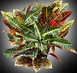 Foliage plant - Codiaeum petra - Croton