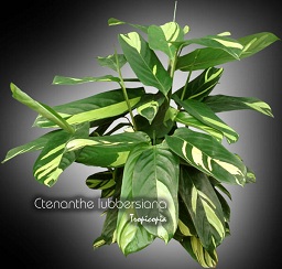 Foliage plant - Ctenanthe lubbersiana - Phrynium