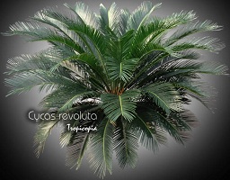 Palm - Cycas revoluta - Sago palm, King sago