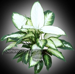 Dieffenbachia - Dieffenbachia maculata 'Camille' - Dumcane