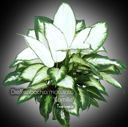 Dieffenbachia - Dieffenbachia maculata 'Camille' - Dumcane