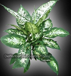 Dieffenbachia - Dieffenbachia maculata 'Carina' - Dumcane