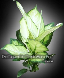 Dieffenbachia - Dieffenbachia 'Tropic Mary Ann' - Dumcane