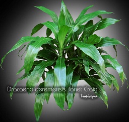 Dracaena - Dracaena deremensis 'Janet Craig' - Janet Craig