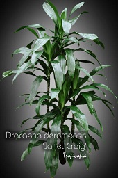 Dracaena - Dracaena deremensis 'Janet Craig' - Janet Craig