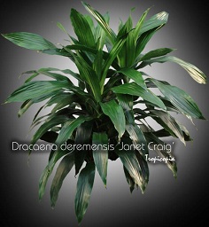 Dracaena - Dracaena deremensis 'Janet Craig' - Janet Craig