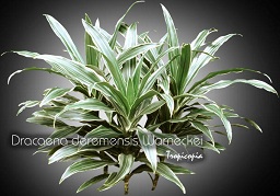 Dracaena - Dracaena deremensis 'Warneckei' - Striped Dracaena