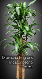 Dracaena - Dracaena fragrans 'Massangeana' - Cornstalk plant