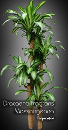 Dracaena - Dracaena fragrans 'Massangeana' - Cornstalk plant