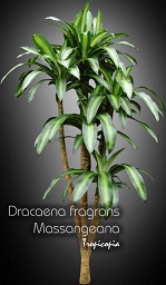 Dracaena - Dracaena fragrans 'Massangeana' - Cornstalk plant