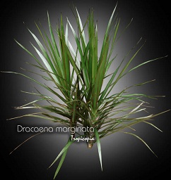 Dracaena - Dracaena marginata - Madagascar dragon tree