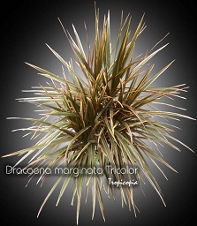 Dracaena - Dracaena marginata 'Tricolor' - Madagascar dragon tree