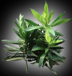 Dracaena - Dracaena reflexa - Malaysian Dracaena