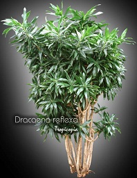 Dracaena - Dracaena reflexa - Malaysian Dracaena