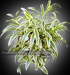 Dracaena - Dracaena reflexa 'Song of India' - Yellow Malaysian Dracaena