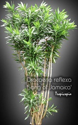 Dracaena Reflexa