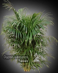 Palm - Dypsis lutescens - Areca palm, Butterfly palm