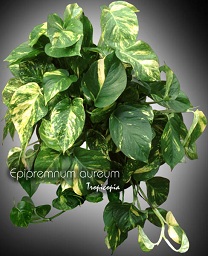 Hanging - Epipremnum aureum - Golden Pothos