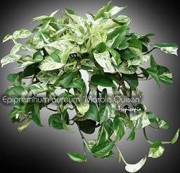 Hanging - Epipremnum aureum 'Marble Queen' - White Pothos